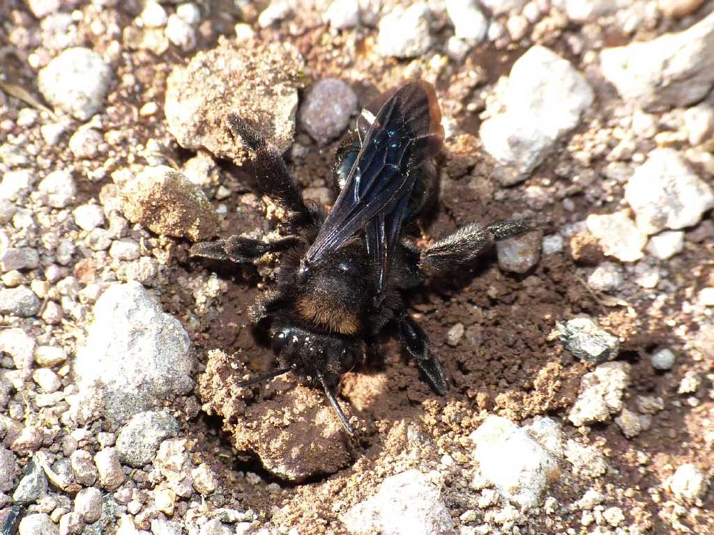 Andrena sp. - Ostia (RM)